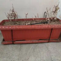 گلدان پلاستیکی