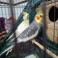 عروس هلندی|پرنده|برازجان, |دیوار