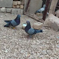 کفتر