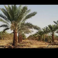 قطع و برش نخل درسراسر استان|خدمات باغبانی و درختکاری|بوشهر, |دیوار