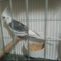 فروش انواع طوطی  عروس هلندی از نژاد های مختلف