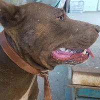 واگذاری سگ پیت بول آمریکایی