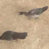 اردک های روسی