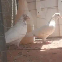 ۱۱۱۱۱|پرنده|نورآباد, |دیوار