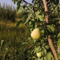 پخش کود گاوی وگوسفندی ترکیبی سوخته