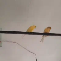 قناری|پرنده|تهران, افسریه شمالی|دیوار