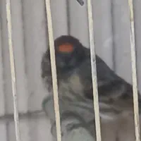 پانزده تا فنج بالغ بفروش میرسد