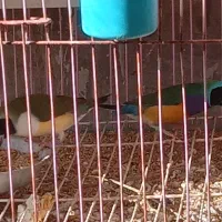 فنچ گلدین پلاسvir