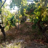 زمین تجاری|فروش دفتر صنعتی، کشاورزی، تجاری|کاشمر, |دیوار