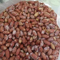 فروش بادام زمینی دشت مغان درشت درجه یک