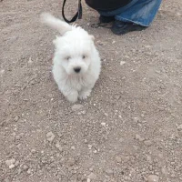 توله سگ های پا کوتاه خانگی فروشی|سگ|زنجان, |دیوار