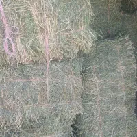 پرس یونجه