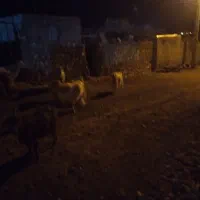 فروش ۳راس بز چاق ویه‌راس‌کهره نر قصابی‌|حیوانات مزرعه|سرفاریاب, |دیوار