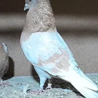 چند جفت کبوتر پرشی به شرط پرش