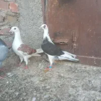 ۳تامجسمه|مجسمه، تندیس، ماکت|زابل, |دیوار