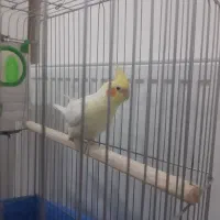 دو عدد عروس هلندی به همراه وسایل|پرنده|گلپایگان, |دیوار