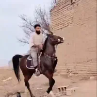 اسب|اسب و تجهیزات اسب‌سواری|شهریار, شهرک وائین|دیوار
