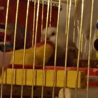 کوتوله جفت مولد|پرنده|مرند, |دیوار