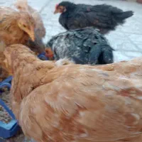 نیمچه برهما 5 ماهه لایت،مشکی،طلایی،پاتریچ،خاکستری|حیوانات مزرعه|اصفهان, پوریای ولی|دیوار