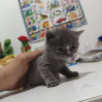 بریتیش اسکاتیش گربه