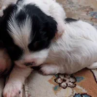 واگذاری طوله سگ|سگ|رشت, فلسطین|دیوار