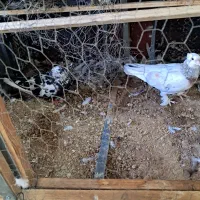 یک جفت کبوتر.|پرنده|رباط‌کریم, رباط‌کریم|دیوار