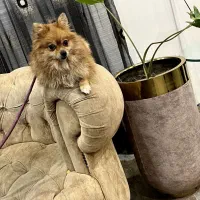 سگ پامر خرسی