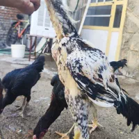 مرغ و خروس لاری