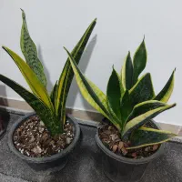 سانس کراواتی