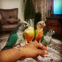 سالن تکثیر گرینچیک (جوجه سرلاکی و جفت جوانه)|پرنده|مشهد, رضاشهر|دیوار