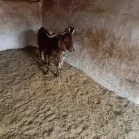 دوتا بز|حیوانات مزرعه|آران و بیدگل, |دیوار