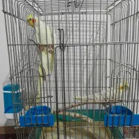 عروس هلندی|پرنده|تهران, هلال احمر|دیوار