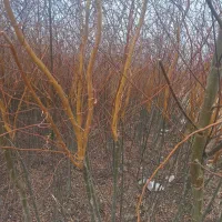 بید مجنون زرد فر سبز پیوندی|خدمات باغبانی و درختکاری|فلاورجان, |دیوار