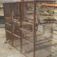 جفتگاه کفتر