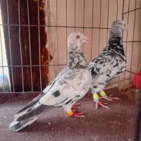 دو جفت سار سرور عتیقه