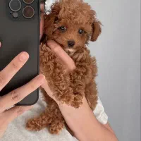 فروش ویژه پودل ( توی پودل / پودل کراس / تاینی )