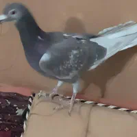 پلاکی سخریج نر