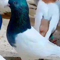 نر کله سبز فوق عتیقه استثنایی