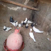 فروش کبوتر رنگی|پرنده|باوی, |دیوار