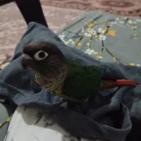 پرنده
