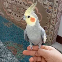 عروس هلندی رام حرف بزن