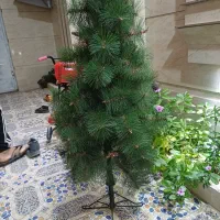 درخچه کاج درحدنو