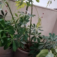 گل سرسبز
