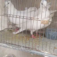 یک جفت کفتر کله دار|پرنده|ساوه, |دیوار