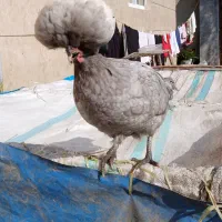 فروش مرغ و خروس لهستانی بسیار زیبا|حیوانات مزرعه|زرگرشهر, |دیوار