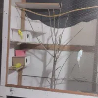 قفس پرنده برای همه نوع پرنده میشه استفاده کرد