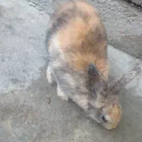 خرگوش زرنگ وباهوش فقط۲۵۰تومان