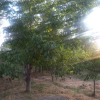 کردان-بالا-باغچه-چهاردیواری-الحاق-به-بافت