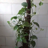 گل پتوس|گل و گیاه طبیعی|اصفهان, لاله|دیوار