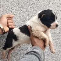 سگ آلابای اصیل نر